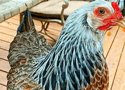 Image result for Prairie Blue Chicken