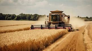 Image result for Wheat Harvest Pic