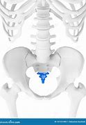 Image result for Coccyx