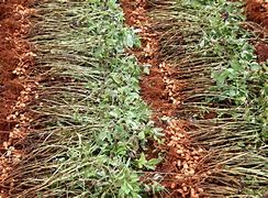 Image result for Peanut Crop