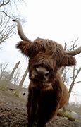 Image result for Buffalo Bison Fighting