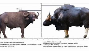 Image result for Gaur vs Bison