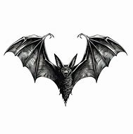 Image result for Vampire Bat Wings