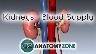 Image result for Ureter Blood Supply