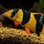 Image result for Best Loaches for Eating Snails