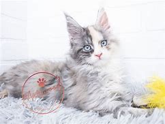 Image result for Blue Eyed Maine Coon