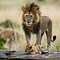 Image result for Lion Protecting Cub