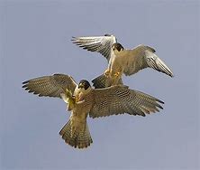 Image result for Kestrel and Peregrine Falcon