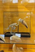 Image result for Toucan Skeleton