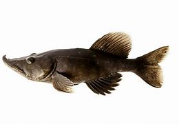 Image result for No Catfish