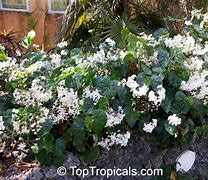 Image result for Begonia Odorata