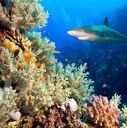 Image result for Coral Reef Shark