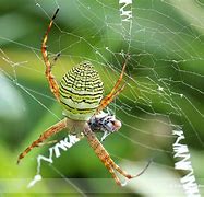 Image result for Argiope