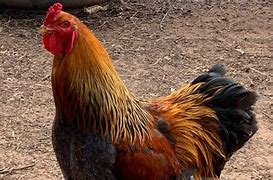 Image result for Blue Partridge Brahma Chicken