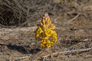 Image result for Desert Hyacinth