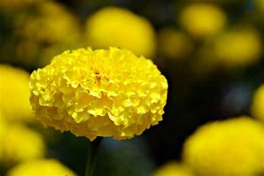 Image result for Mexican Marigold Flower