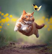 Image result for Cat Ctch Butteerfly