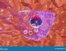 Image result for Parafollicular Cells Histology