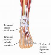 Image result for Extensor Digitorum Tendon. Foot