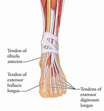 Image result for Extensor Digitorum Tendon