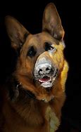 Image result for Cutest GSD