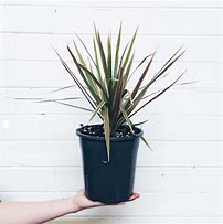 Image result for Dracaena Marginata Variegated