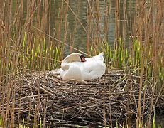 Image result for Swan Nesting Ashtrays