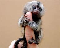 Image result for Baby Monkey Hanging On Finger