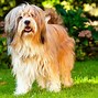 Image result for Tibetan Terrier Dog Breed