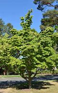 Image result for Kousa Dogwood