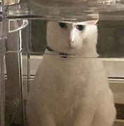 Image result for Cursed Cat Pictures