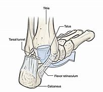 Image result for Muscles Attachment of Flexor Retinaculum