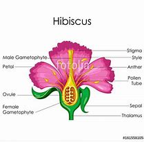 Image result for Angio Flower