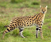 Image result for Full-Grown Serval Cat