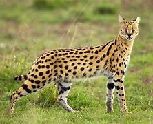 Image result for Serval Cat One Year Old