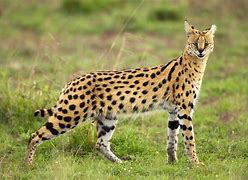 Image result for Rare Serval Cat