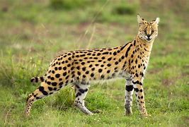 Image result for Side Profile of Serval Cat