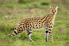 Image result for Serval Cat Meow