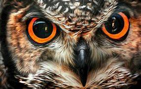 Image result for Owl Eyes Images