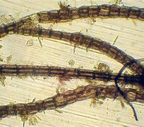 Image result for Polysiphonia Atlantica