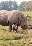 Image result for Whipsnade Zoo On the Map