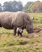 Image result for Places to Eat in Whipsnade Zoo