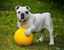 Image result for English Bulldog Basset Hound Mix