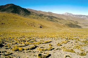 Image result for Puna Grassland Plants