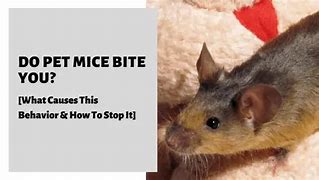 Image result for Mice Bite