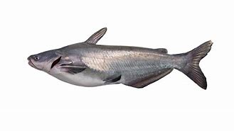 Image result for Blue Catfish Ictalurus Furcatus