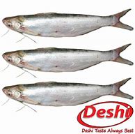 Image result for Bokya Fish