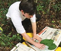 Image result for Plant Collecting