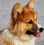 Image result for Corgi Desktop