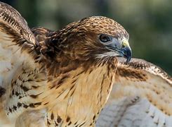 Image result for Ontario Birds of Prey